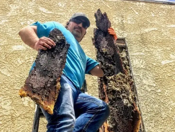 BeeSmart Bee Removal